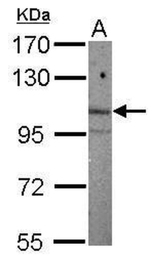 ARNT2 Antibody in Western Blot (WB)