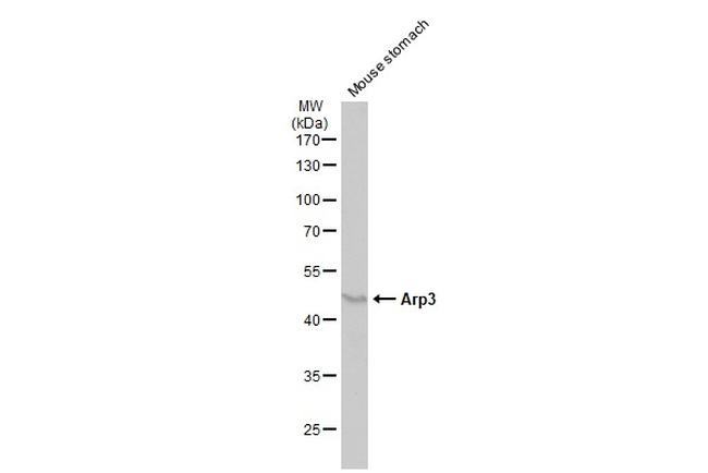 Arp3 Antibody in Western Blot (WB)