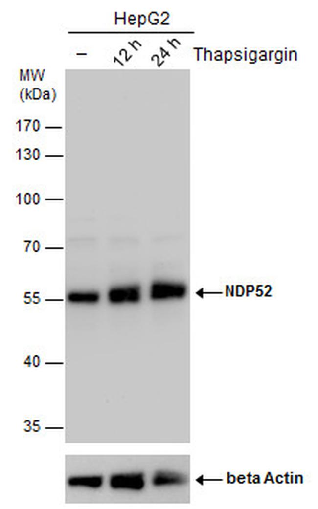 CALCOCO2 Antibody in Western Blot (WB)