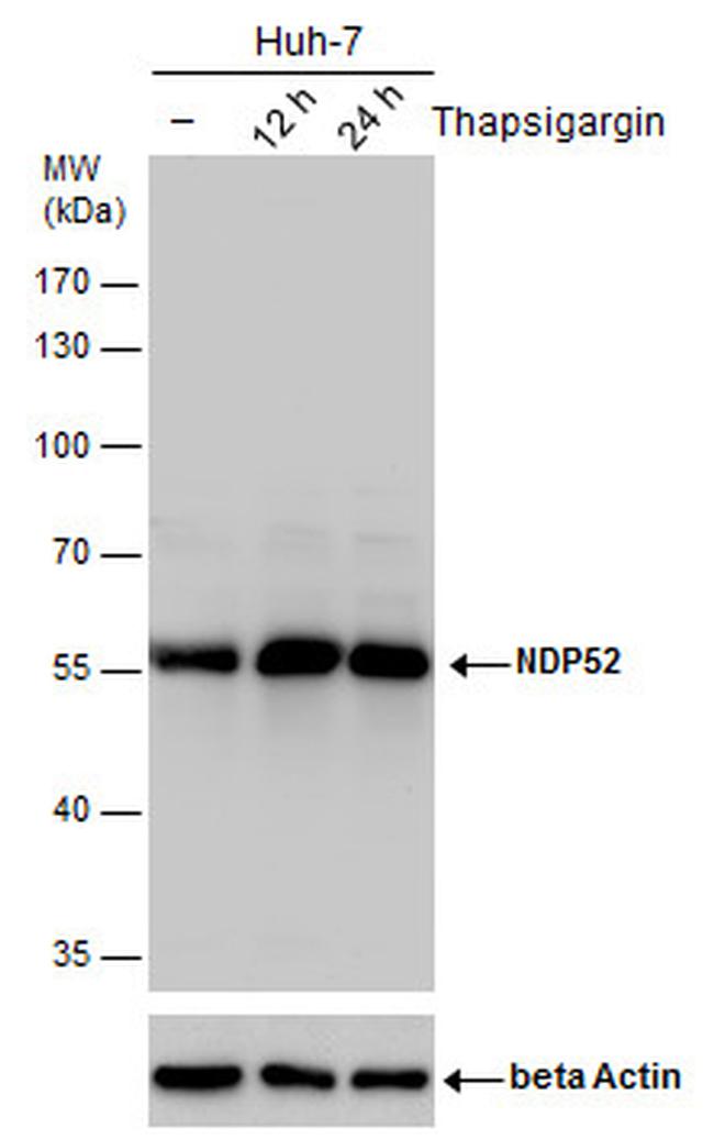 CALCOCO2 Antibody in Western Blot (WB)