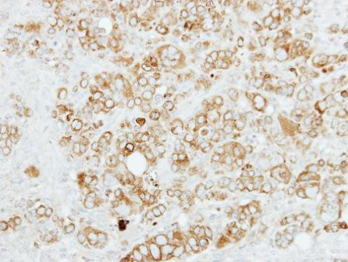 Sigma-1 Receptor Antibody in Immunohistochemistry (Paraffin) (IHC (P))