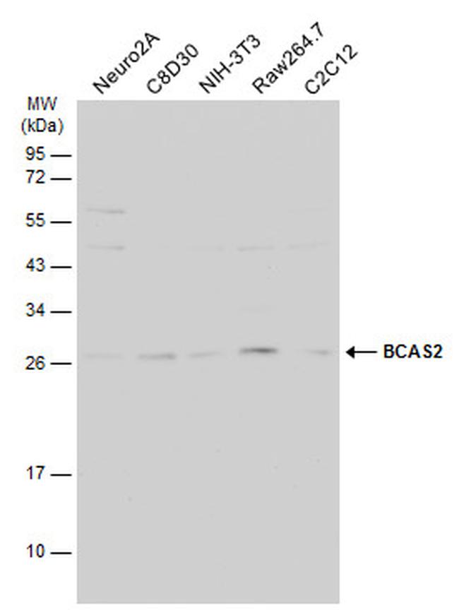 BCAS2 Antibody in Western Blot (WB)