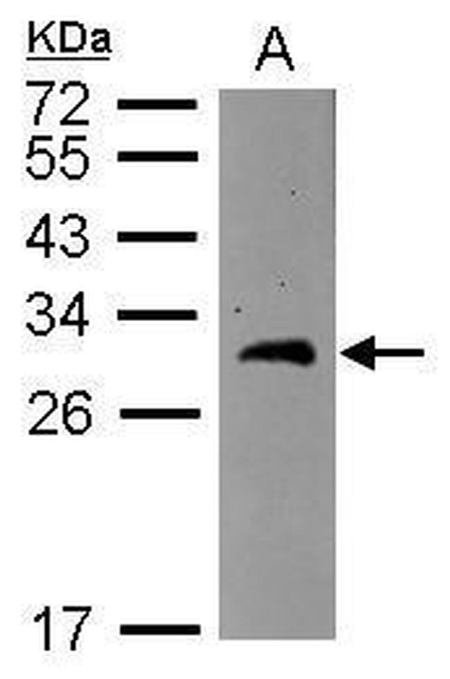 BCAS2 Antibody in Western Blot (WB)