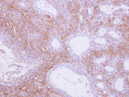 NMUR1 Antibody in Immunohistochemistry (Paraffin) (IHC (P))