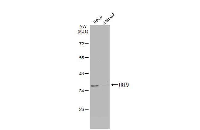 IRF9 Antibody in Western Blot (WB)