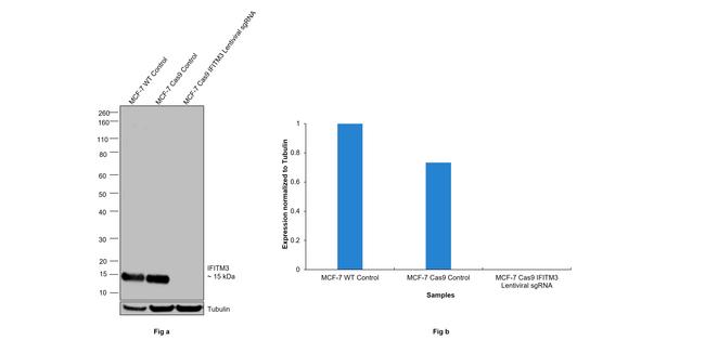 IFITM3 Antibody in Western Blot (WB)