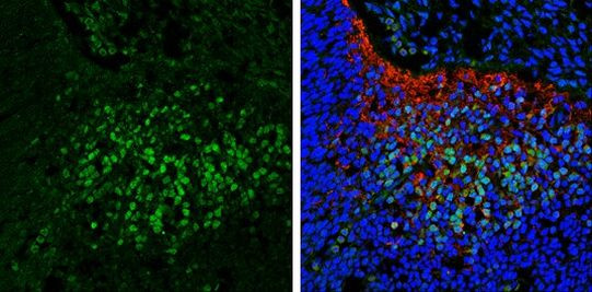 SCGN Antibody in Immunohistochemistry (Frozen) (IHC (F))