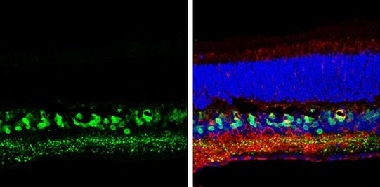 SCGN Antibody in Immunohistochemistry (Frozen) (IHC (F))