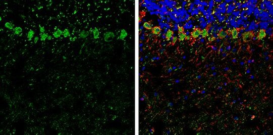 SCGN Antibody in Immunohistochemistry (Frozen) (IHC (F))