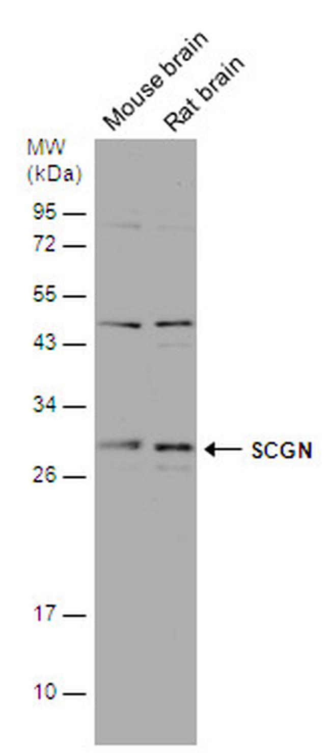 SCGN Antibody in Western Blot (WB)