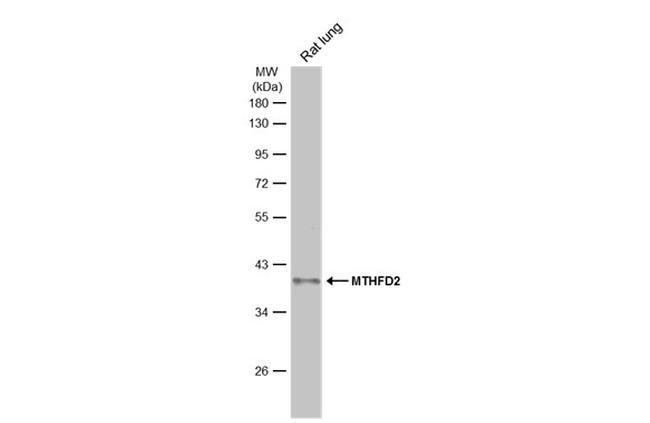 MTHFD2 Antibody in Western Blot (WB)