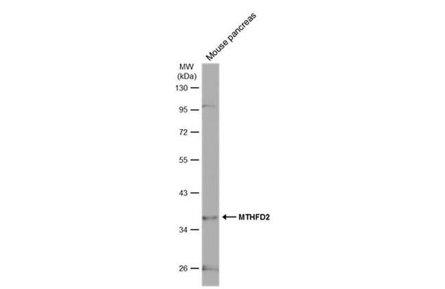 MTHFD2 Antibody in Western Blot (WB)