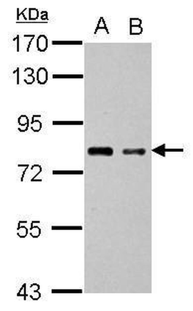 PRDM4 Antibody in Western Blot (WB)