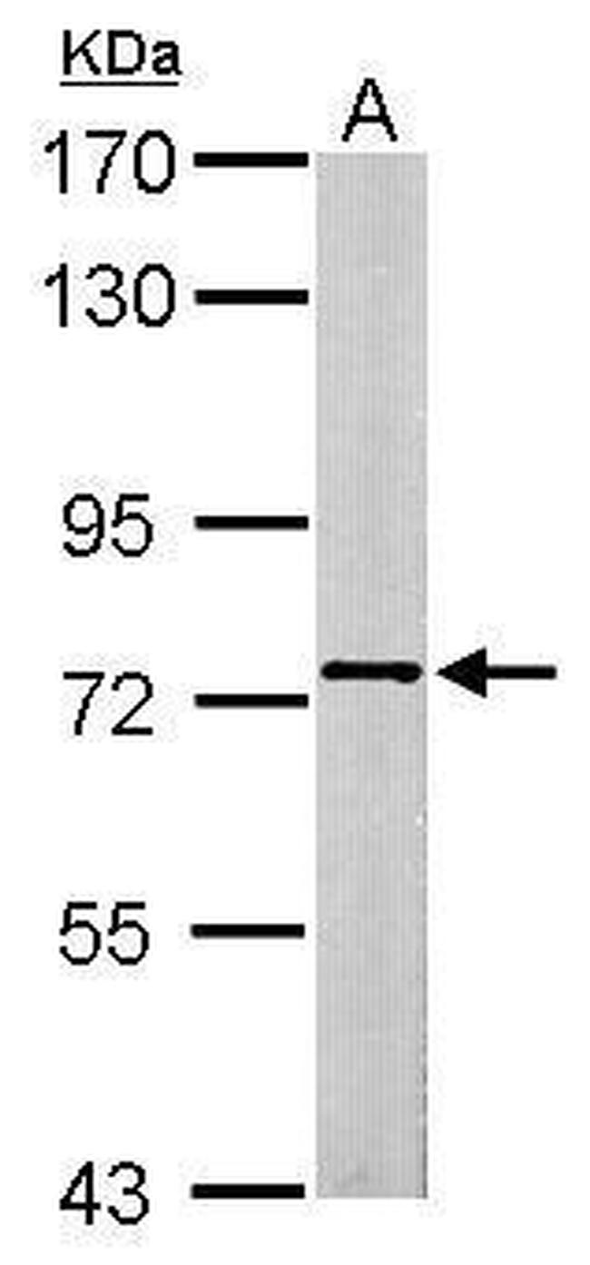 SCMH1 Antibody in Western Blot (WB)