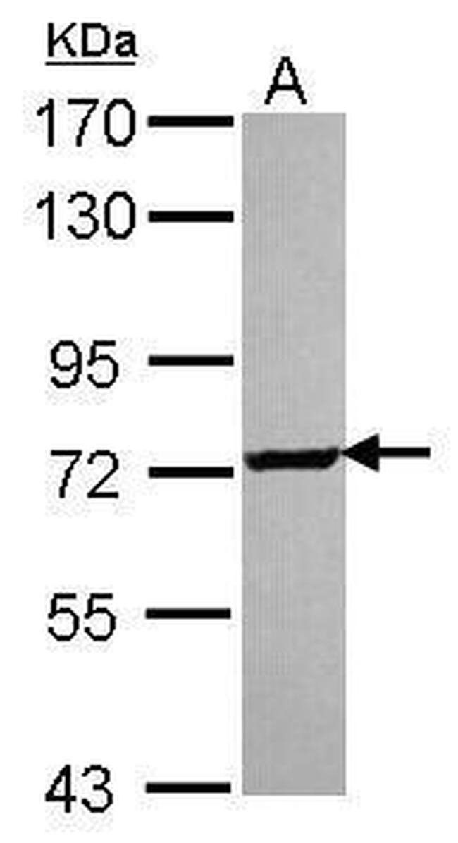 SCMH1 Antibody in Western Blot (WB)