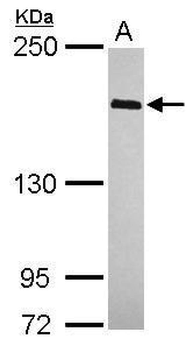 WAPL Antibody in Western Blot (WB)