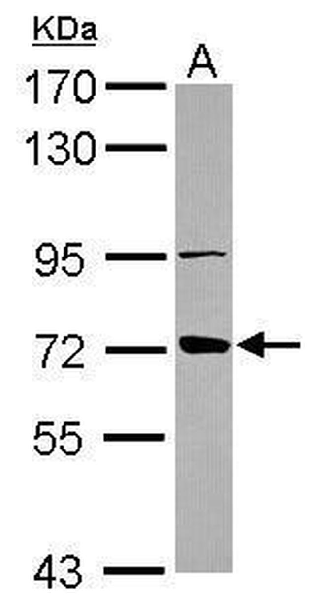 ABCB10 Antibody in Western Blot (WB)