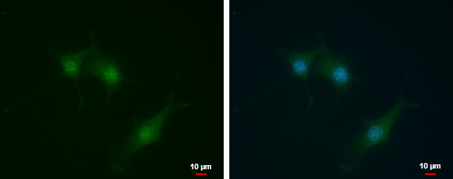 SEC14L2 Antibody in Immunocytochemistry (ICC/IF)