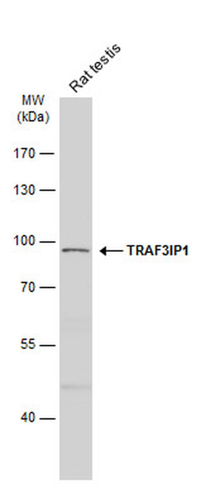 TRAF3IP1 Antibody in Western Blot (WB)