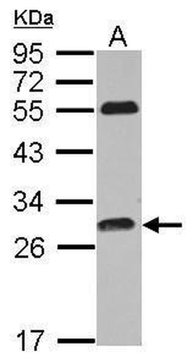 PITPNC1 Antibody in Western Blot (WB)