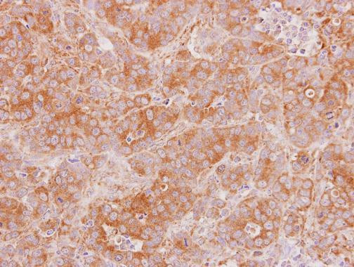 KappaB ras2 Antibody in Immunohistochemistry (Paraffin) (IHC (P))