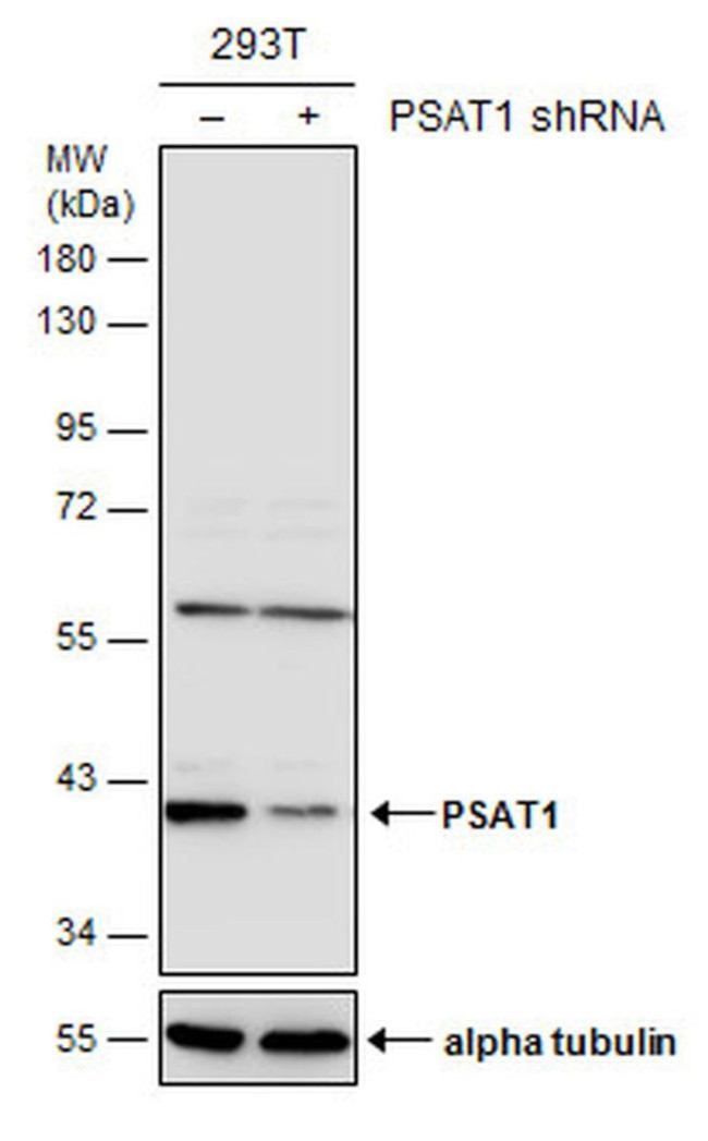 PSAT1 Antibody