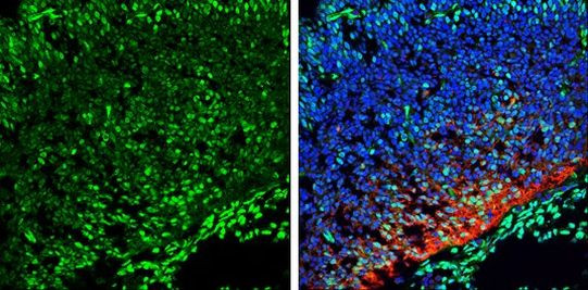 QKI Antibody in Immunohistochemistry (Frozen) (IHC (F))