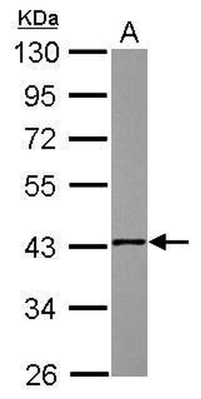 NSDHL Antibody in Western Blot (WB)