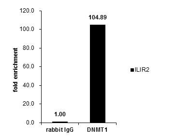 DNMT1 Antibody in ChIP Assay (ChIP)