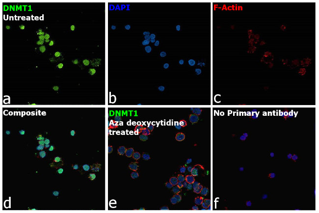 DNMT1 Antibody in Immunocytochemistry (ICC/IF)