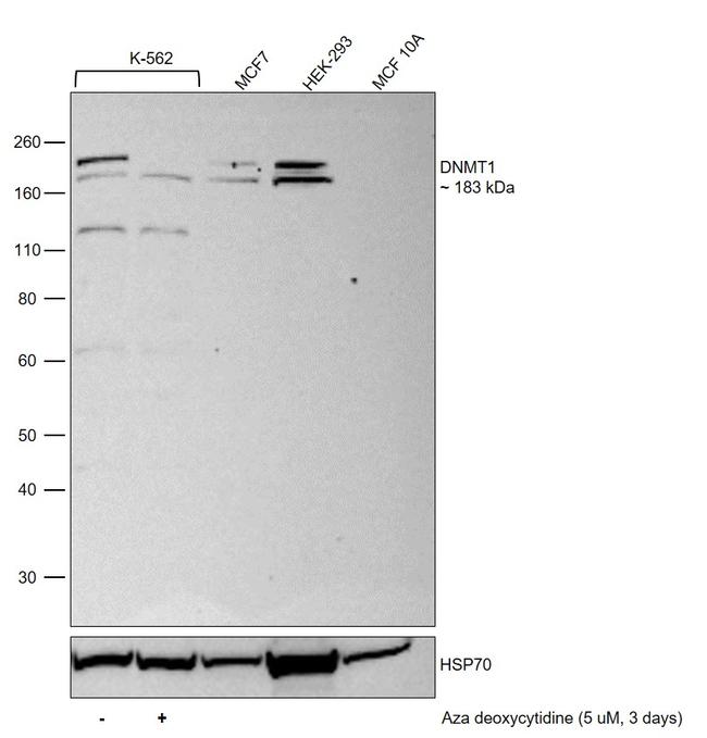 DNMT1 Antibody in Western Blot (WB)