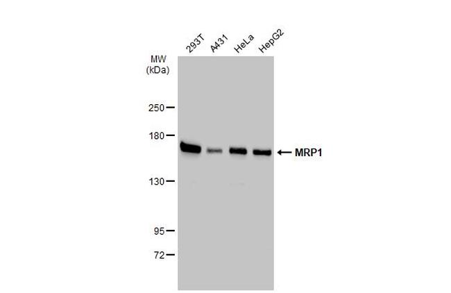 MRP1 Antibody in Western Blot (WB)