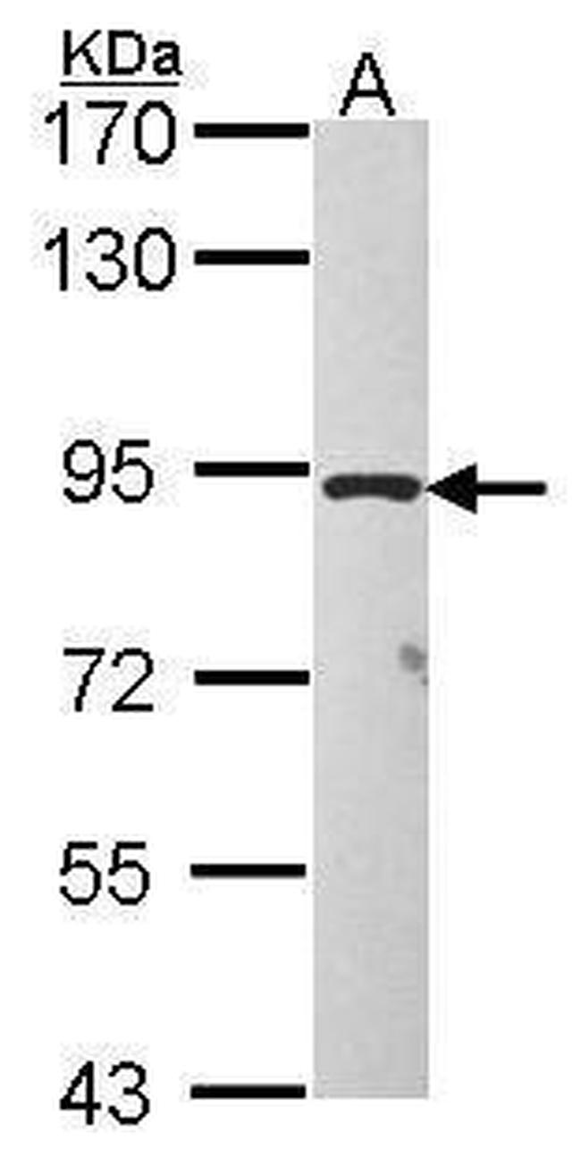 TAS1R1 Antibody in Western Blot (WB)