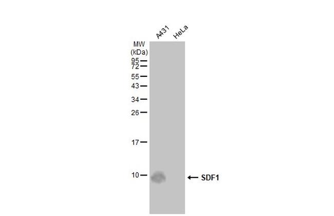 CXCL12 Antibody in Western Blot (WB)