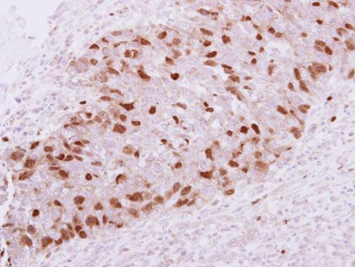 GMNN Antibody in Immunohistochemistry (Paraffin) (IHC (P))