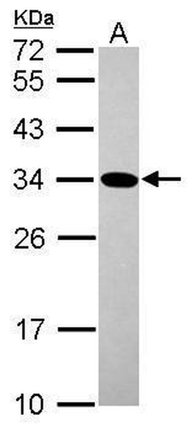 GMNN Antibody in Western Blot (WB)