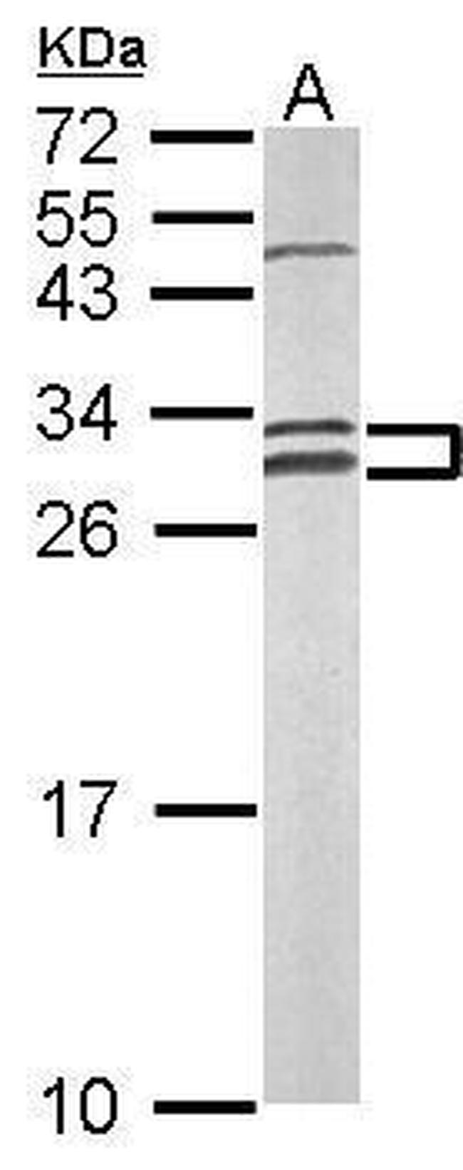 NOSIP Antibody in Western Blot (WB)