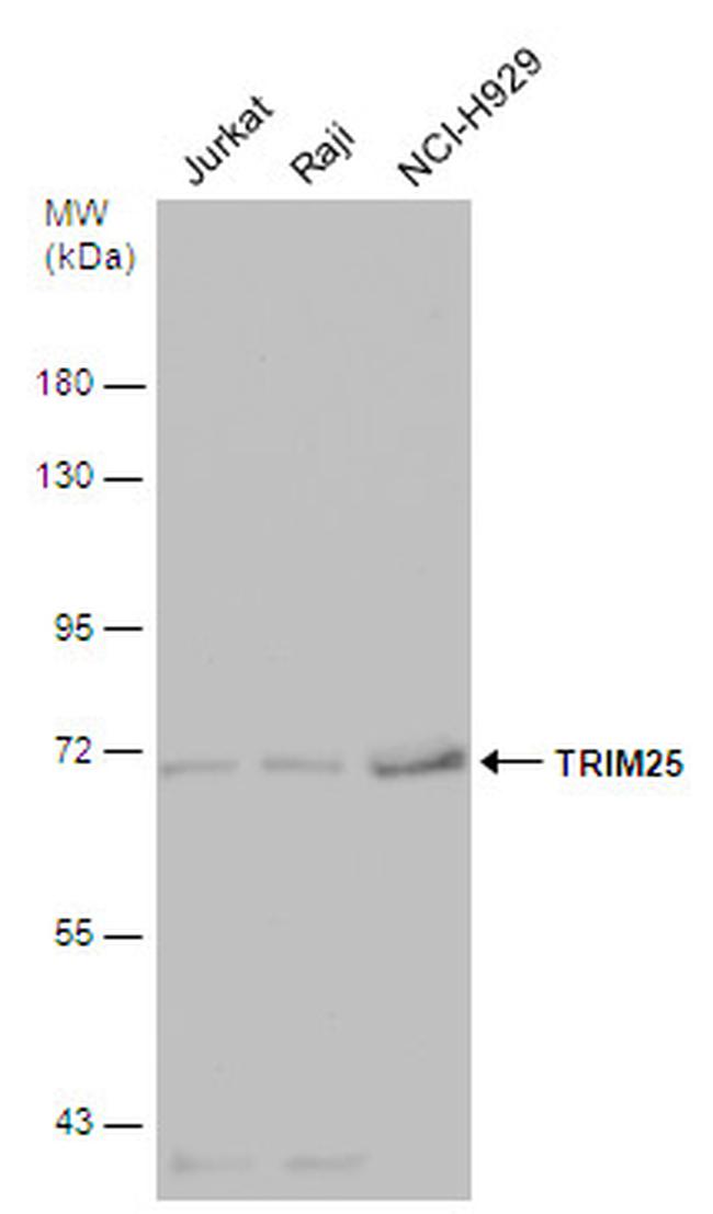 TRIM25 Antibody in Western Blot (WB)