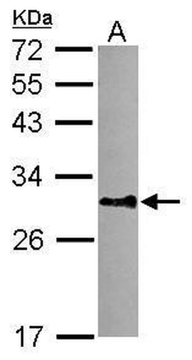 DNALI1 Antibody in Western Blot (WB)