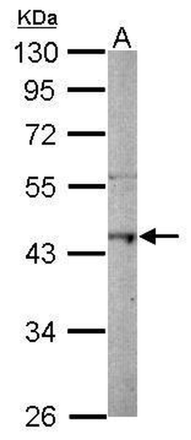 Macro H2A.2 Antibody in Western Blot (WB)