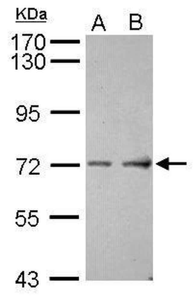 ASIC4 Antibody in Western Blot (WB)