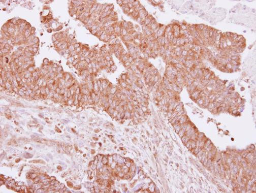 UBE1L2 Antibody in Immunohistochemistry (Paraffin) (IHC (P))