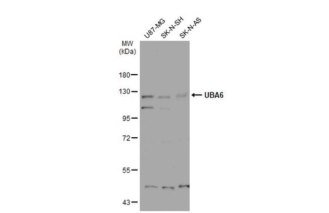 UBE1L2 Antibody in Western Blot (WB)