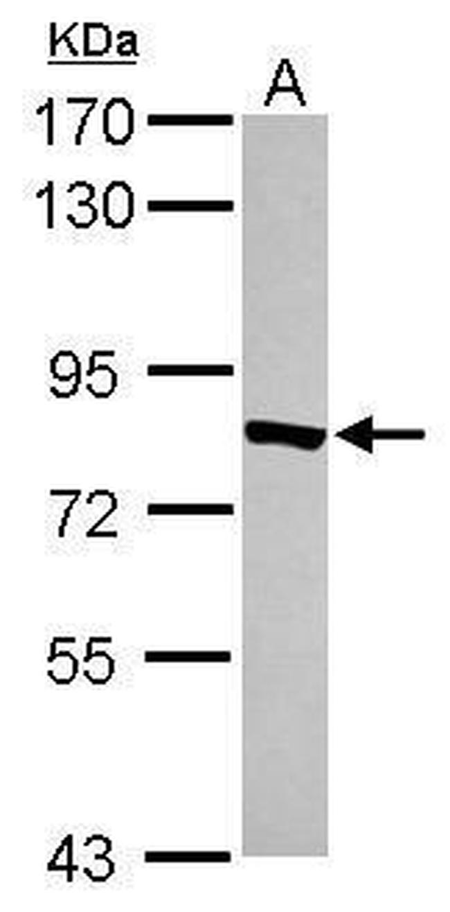 TYW1 Antibody in Western Blot (WB)