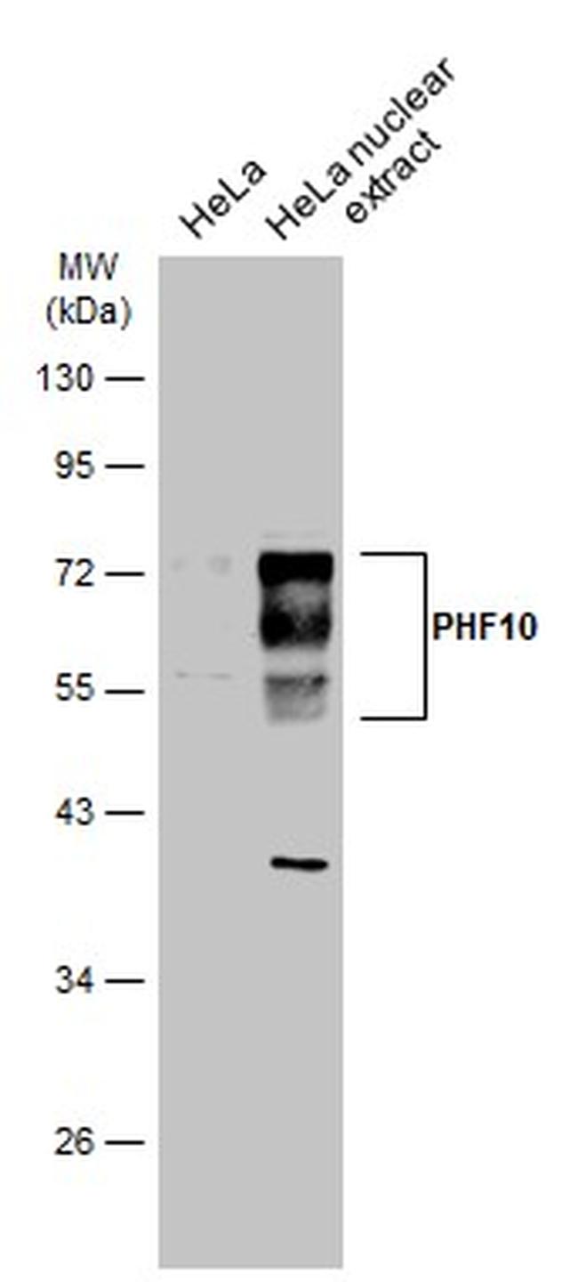 PHF10 Antibody in Western Blot (WB)