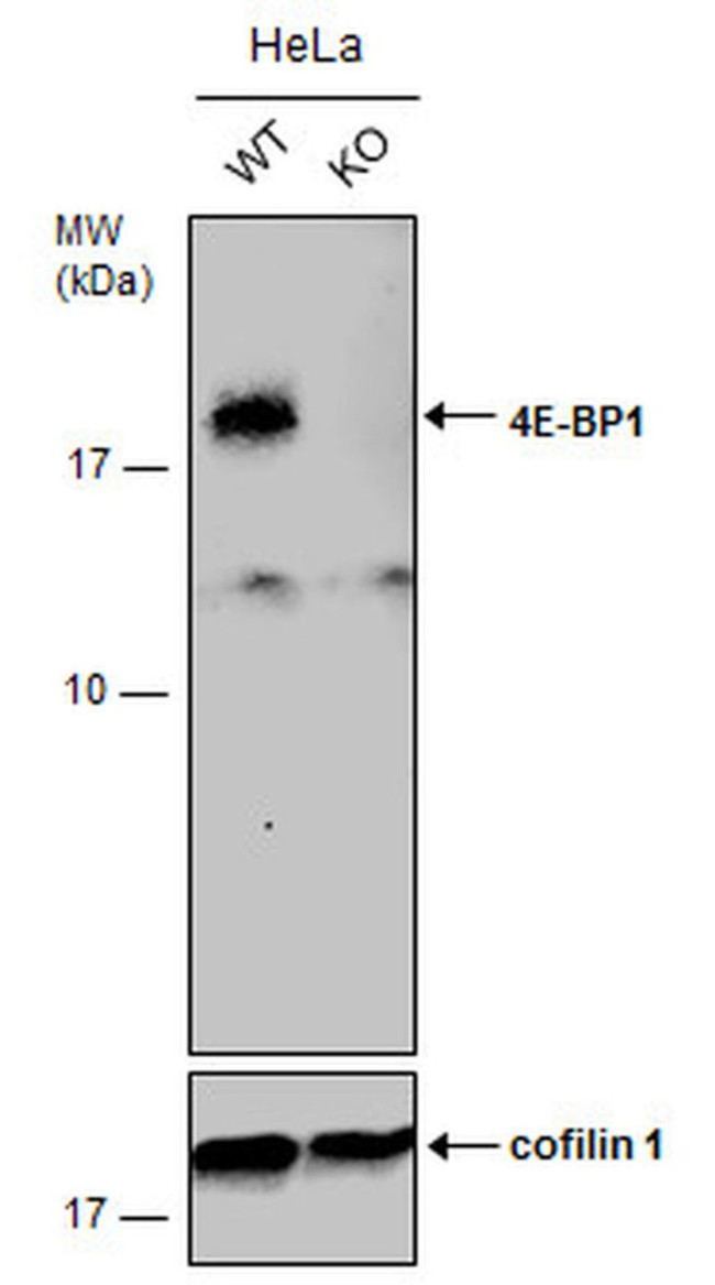4EBP1 Antibody