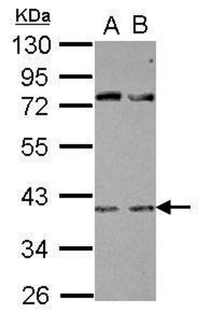 RBFOX2 Antibody in Western Blot (WB)