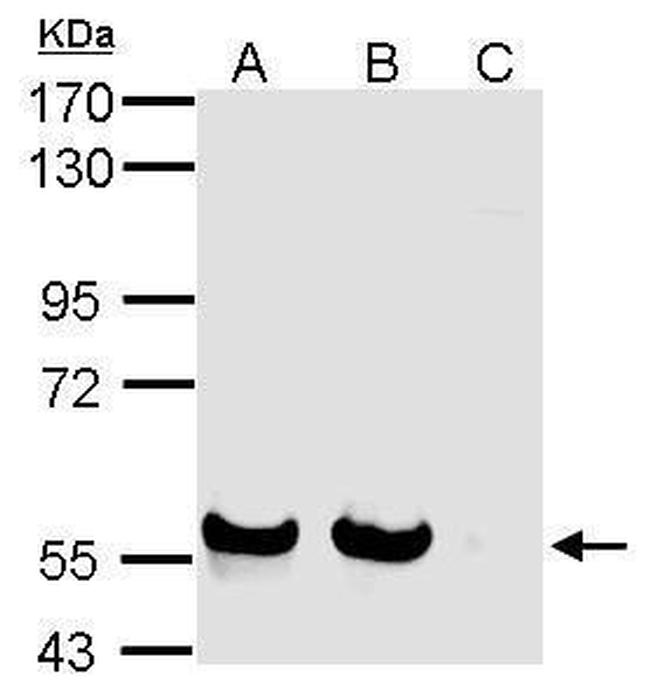SIGLEC7 Antibody in Western Blot (WB)