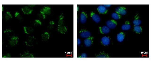 WDSUB1 Antibody in Immunocytochemistry (ICC/IF)