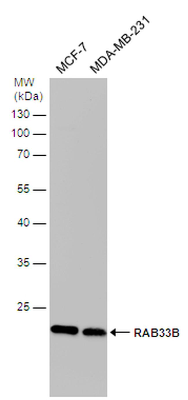 RAB33B Antibody in Western Blot (WB)